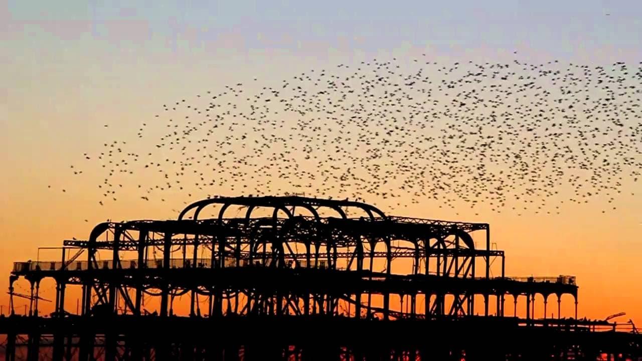 Swarm: Nature's Incredible Invasions backdrop