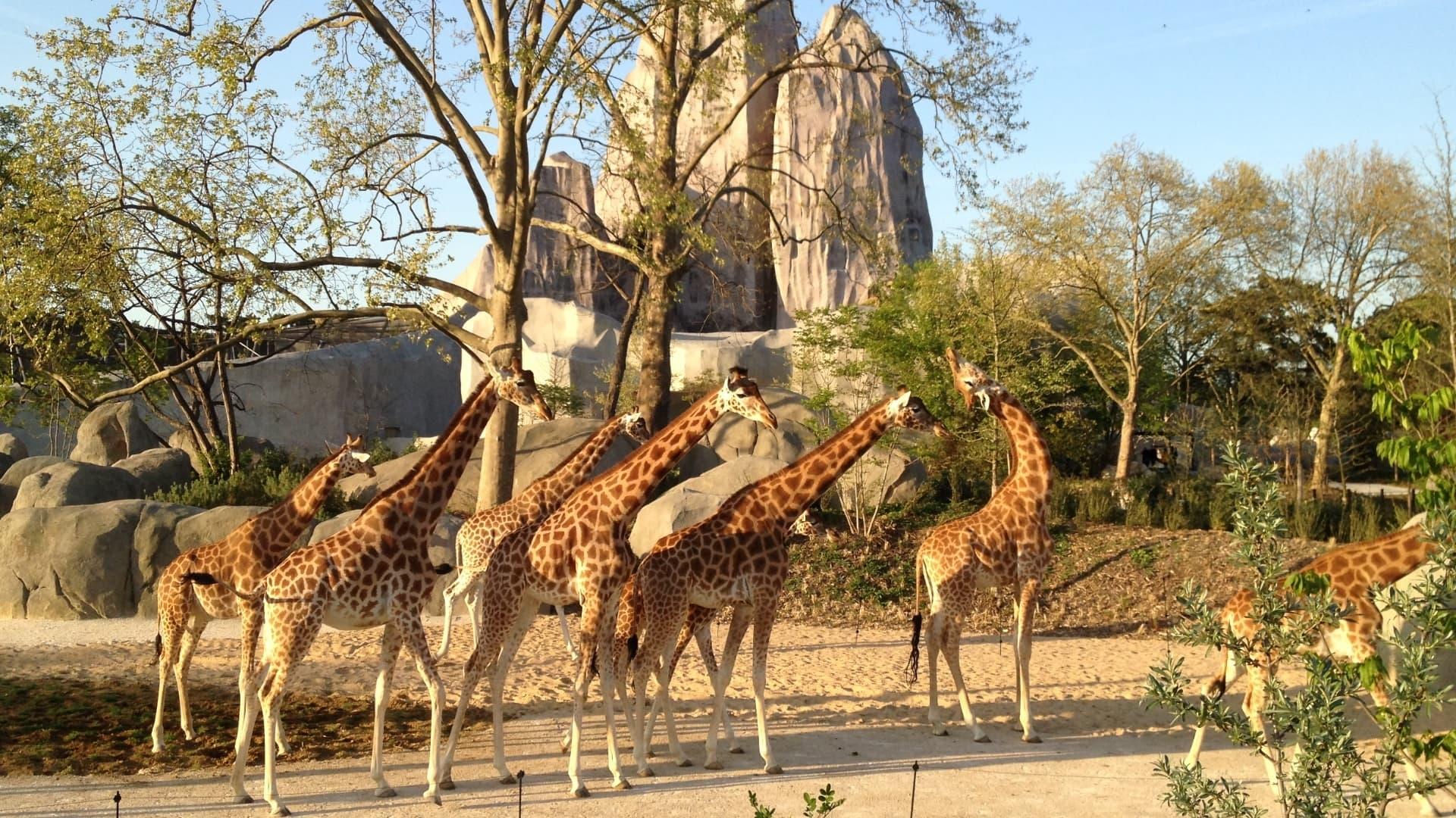 Paris Zoo: An Insider's View backdrop