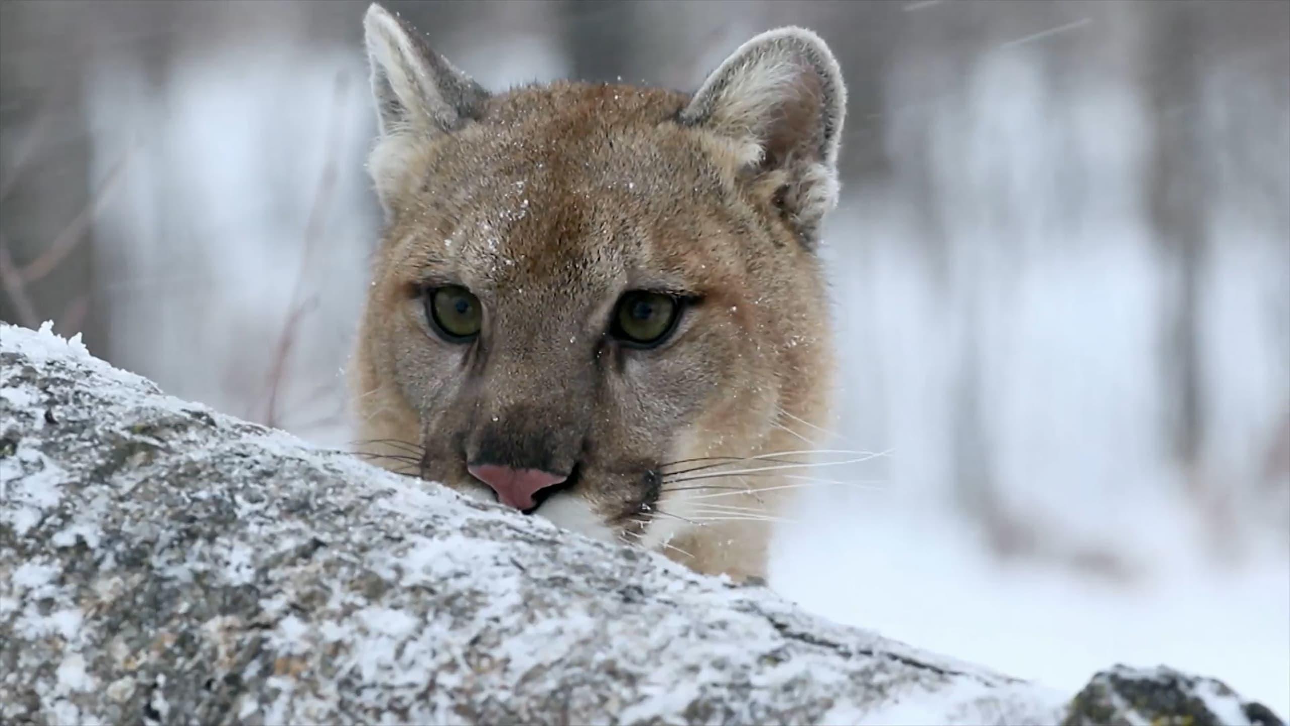 Cougar: On the Trail of the Ghost Cat backdrop