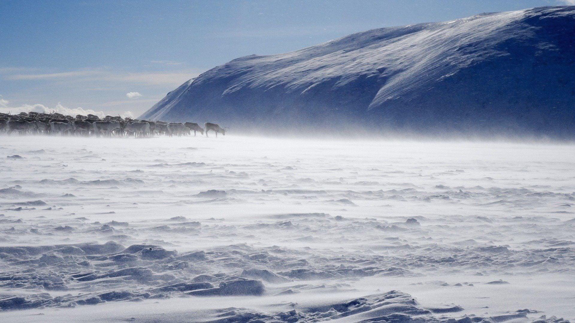 Terres sauvages du Grand Nord backdrop