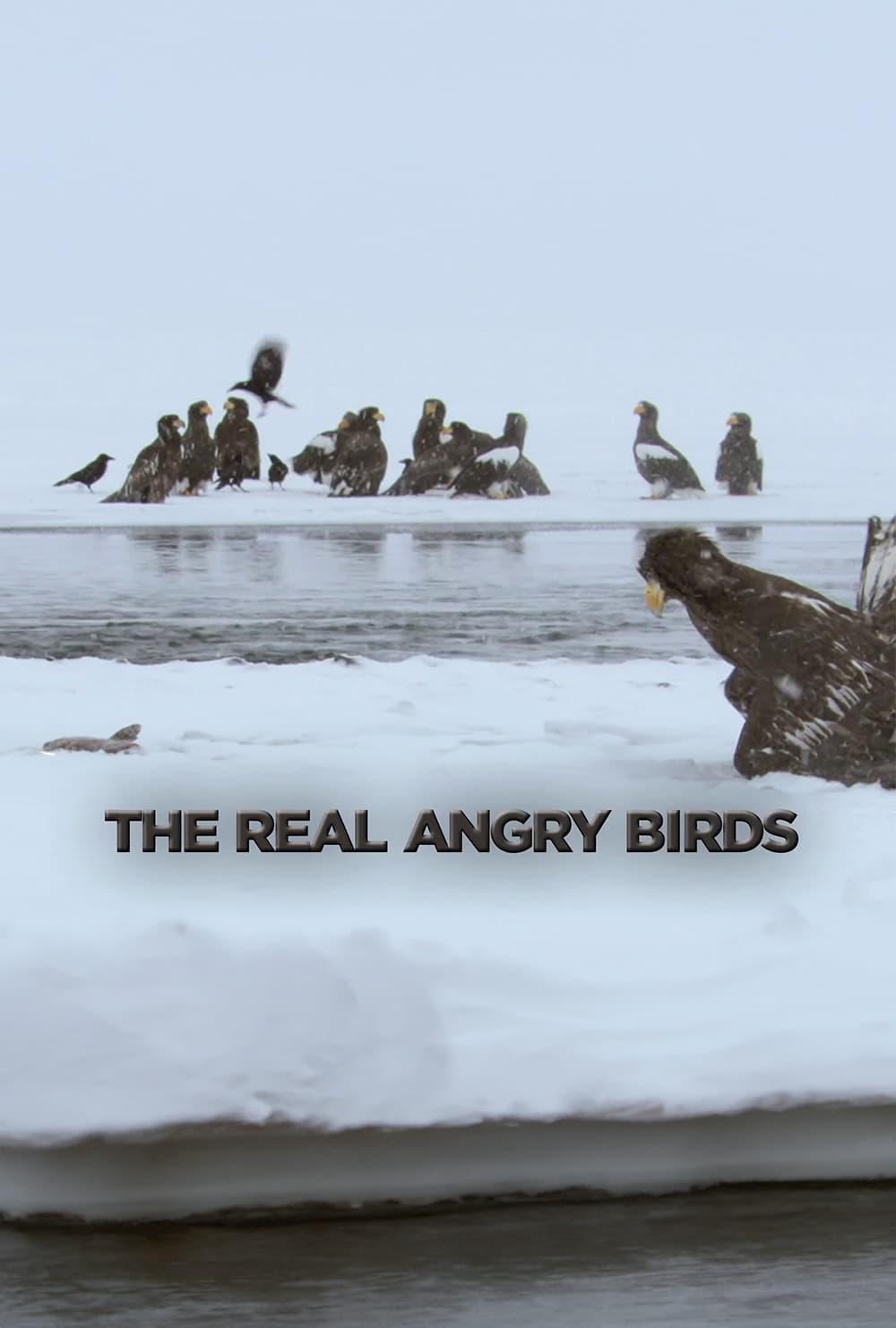 The Real Angry Birds poster