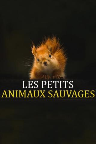 Les Petits Animaux Sauvages poster