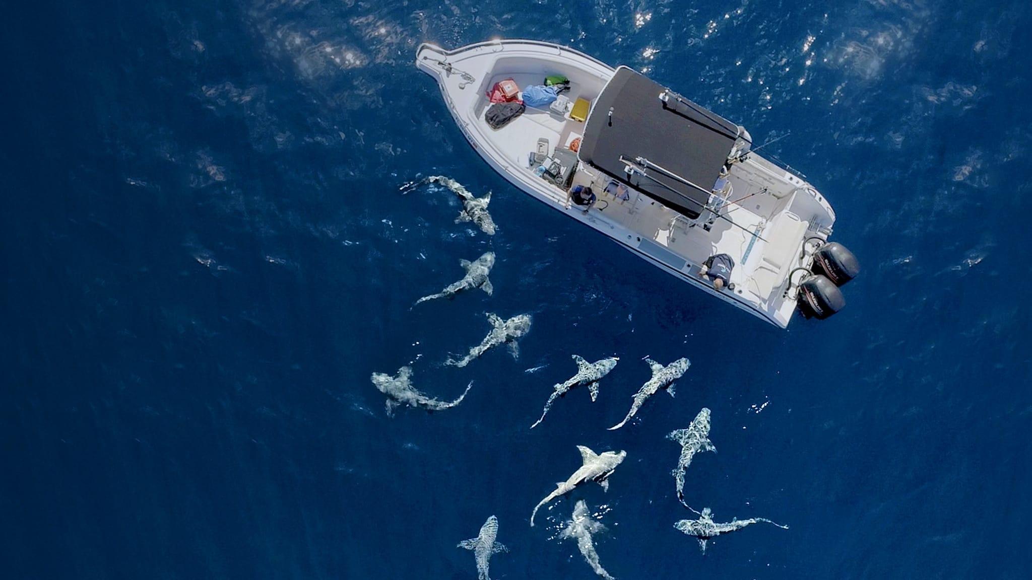 Jaws vs. Boats backdrop