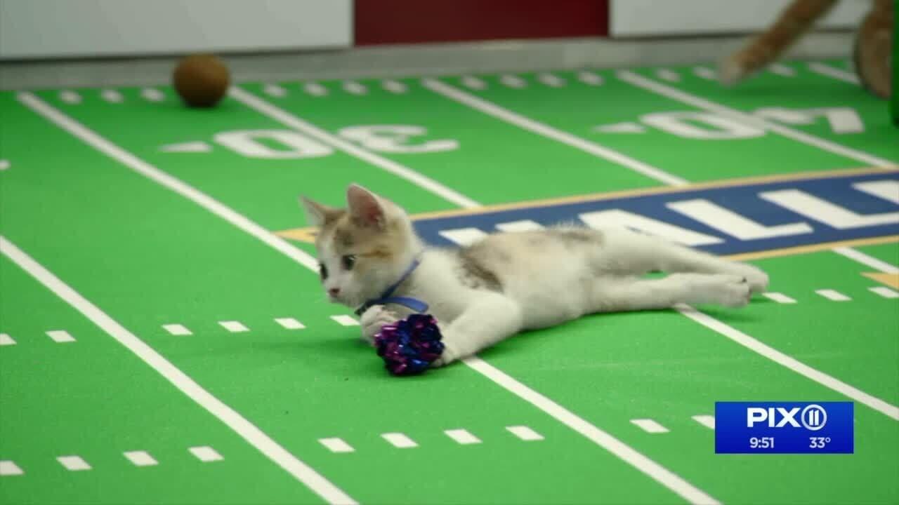 Kitten Bowl VIII Special backdrop