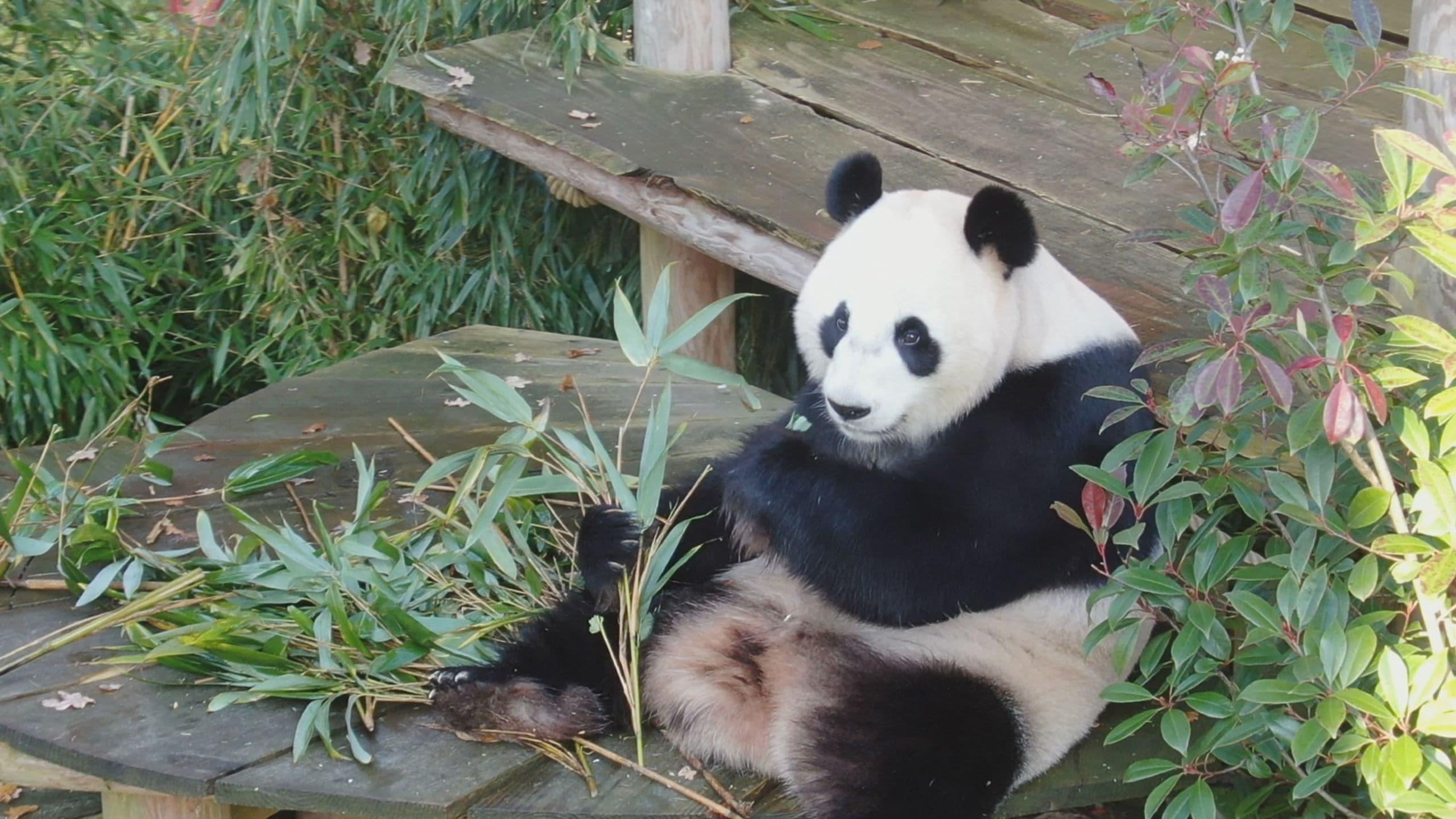 Real Life in the Zoo backdrop