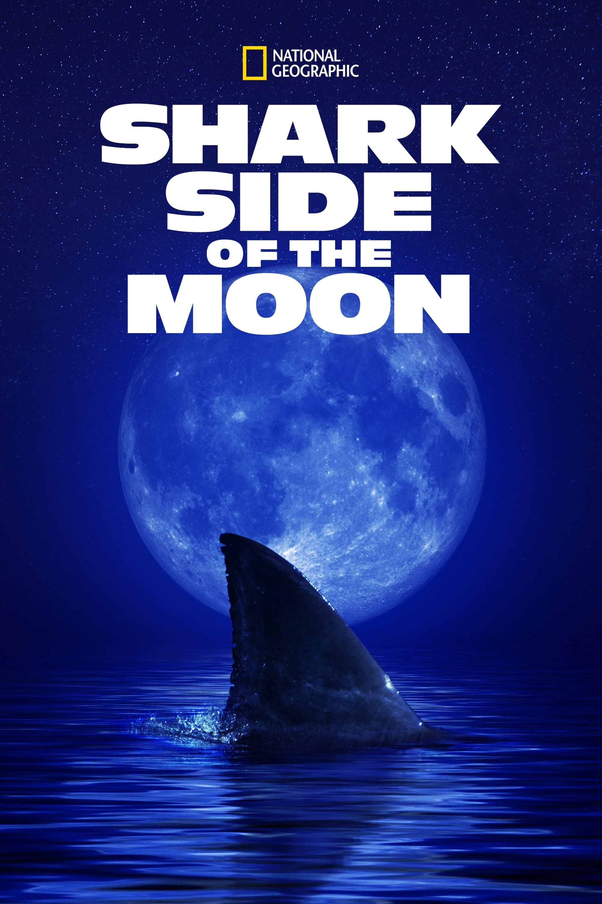 Shark Side of the Moon poster