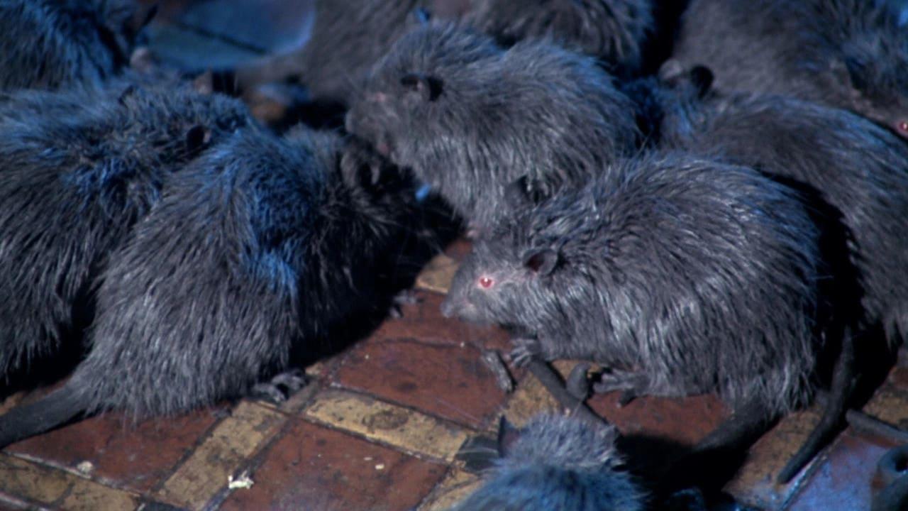 Rats: Night of Terror backdrop
