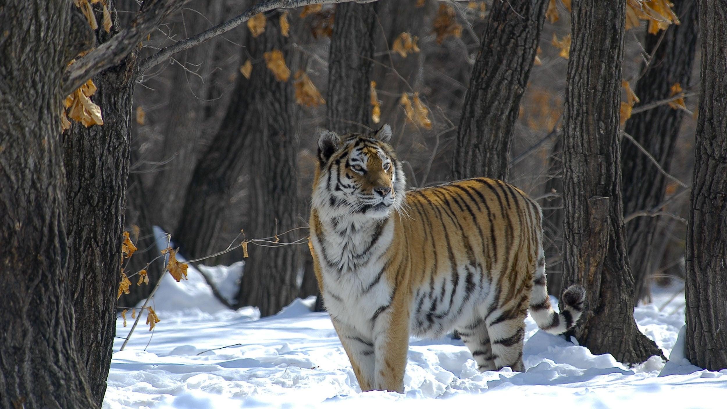 Russia - In the Realm of Tigers, Bears and Volcanoes backdrop