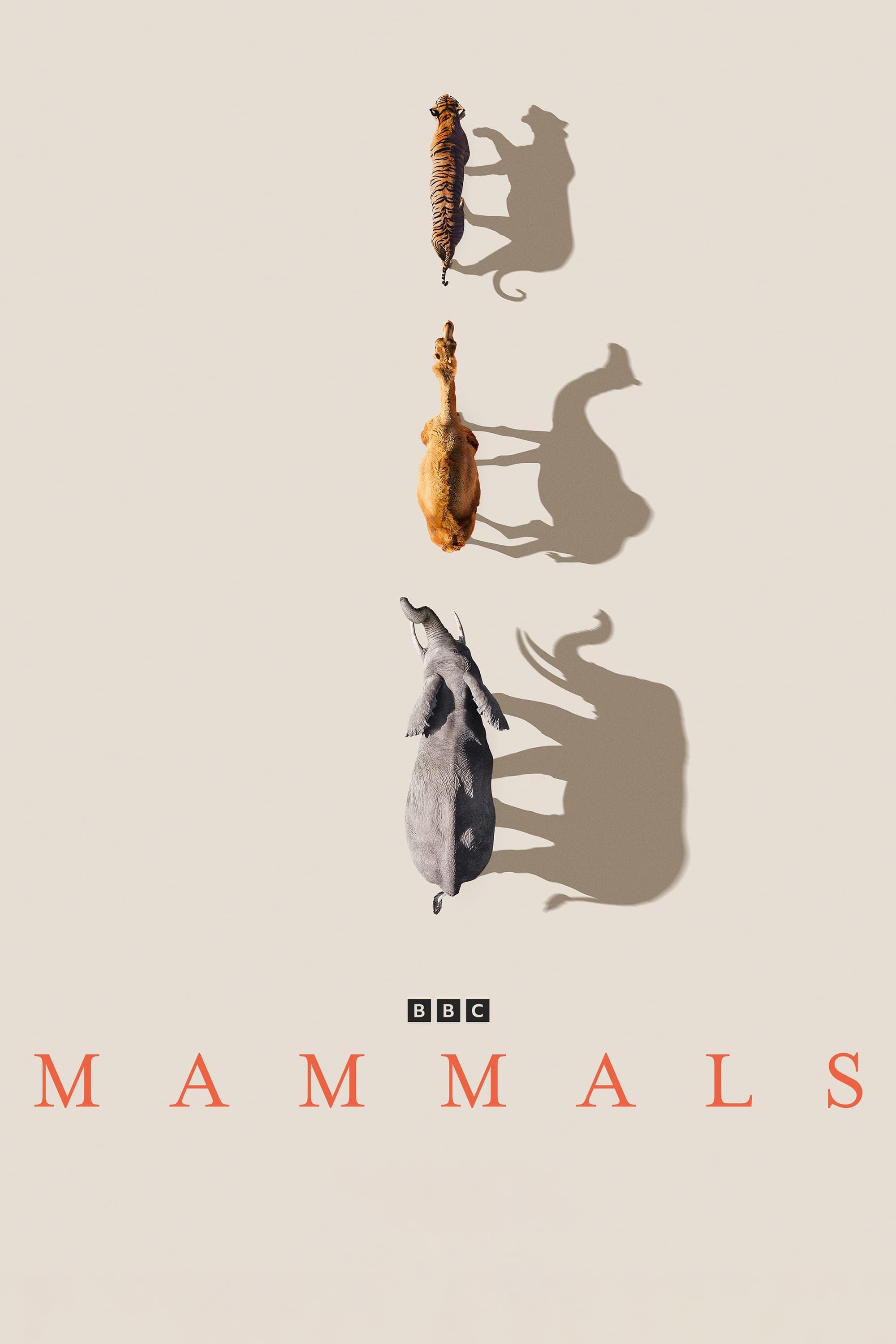 Mammals poster