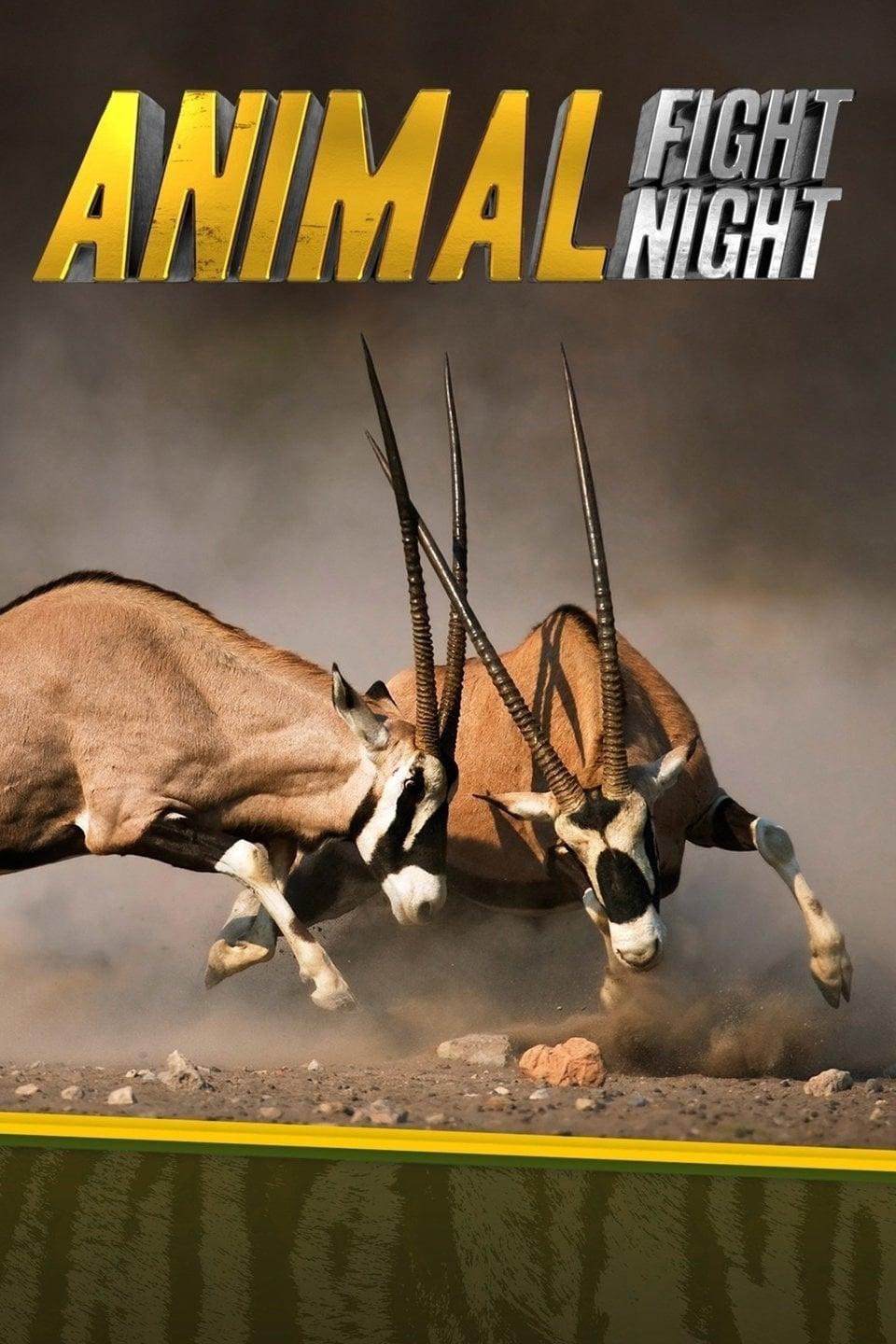 Animal Fight Night poster