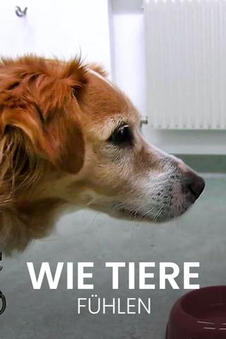 Wie Tiere fühlen poster