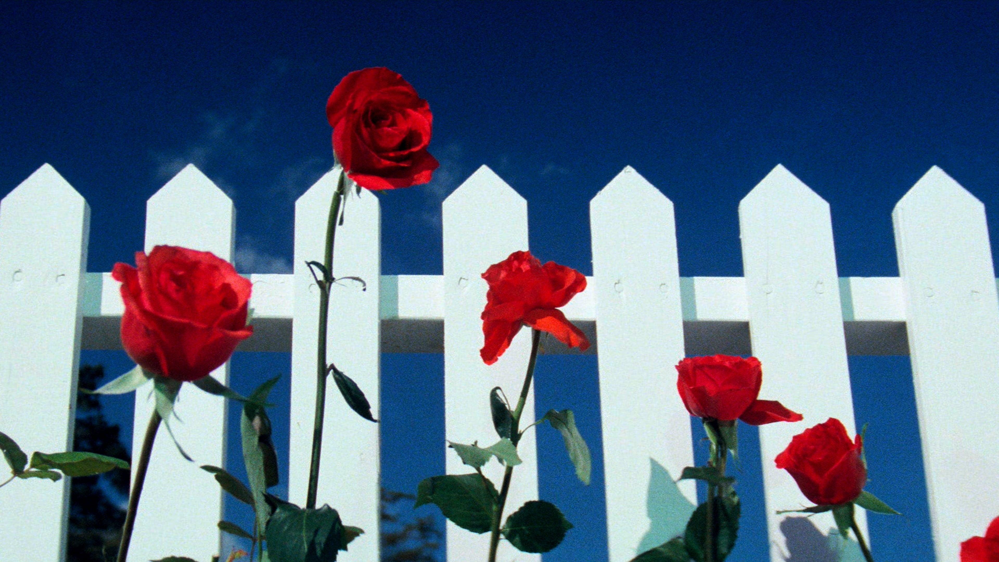 Blue Velvet backdrop