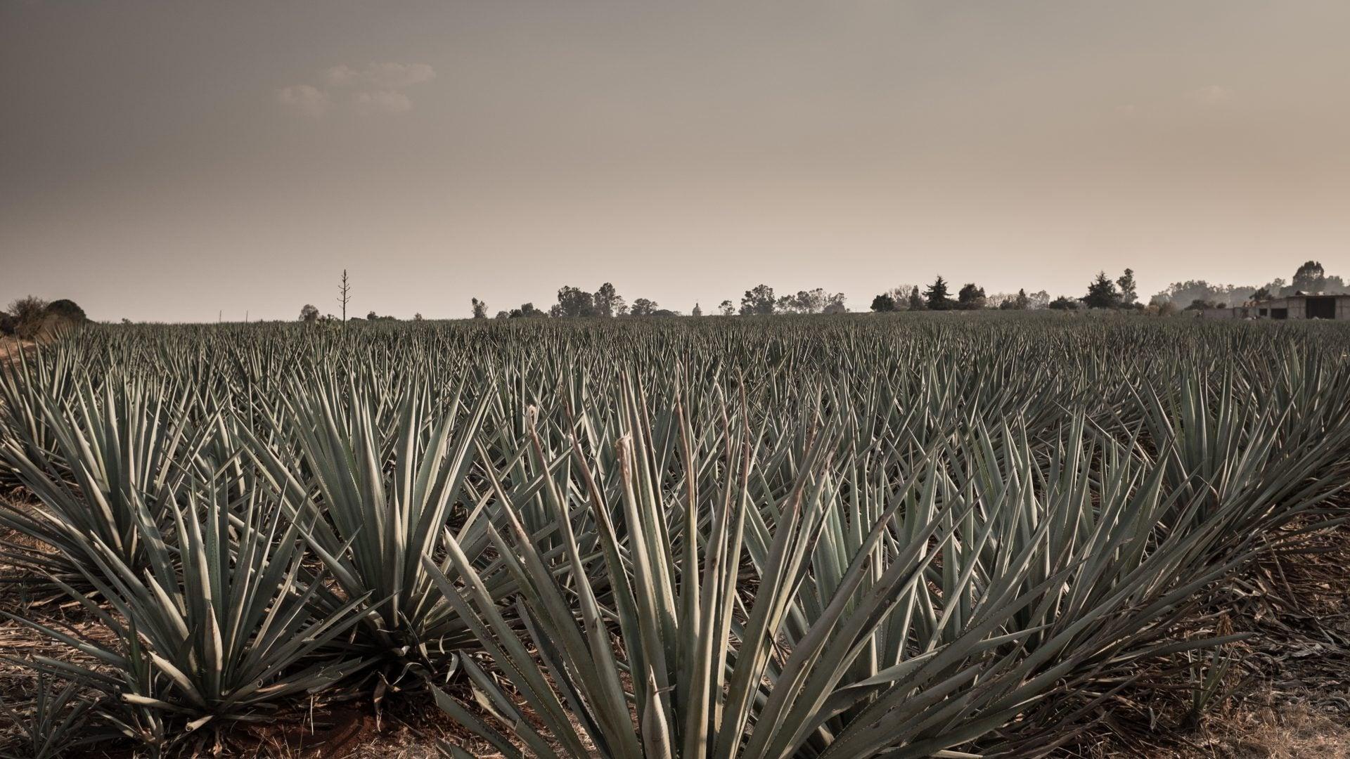 Agave: The Spirit of a Nation backdrop