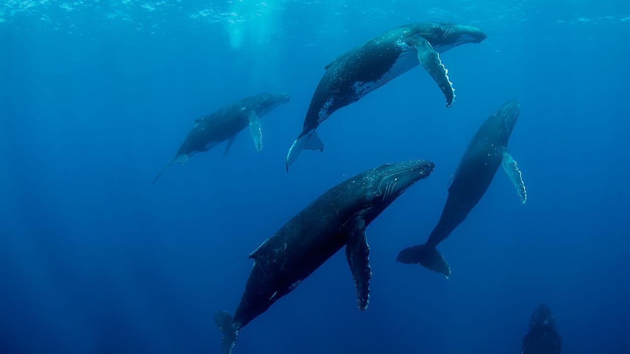 Humpback Whales backdrop