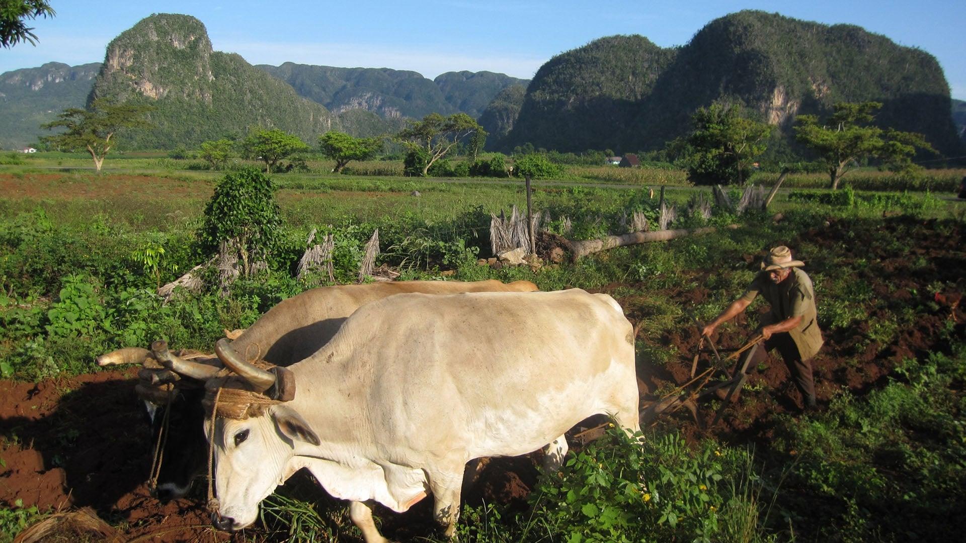 Cuba: The Accidental Eden backdrop