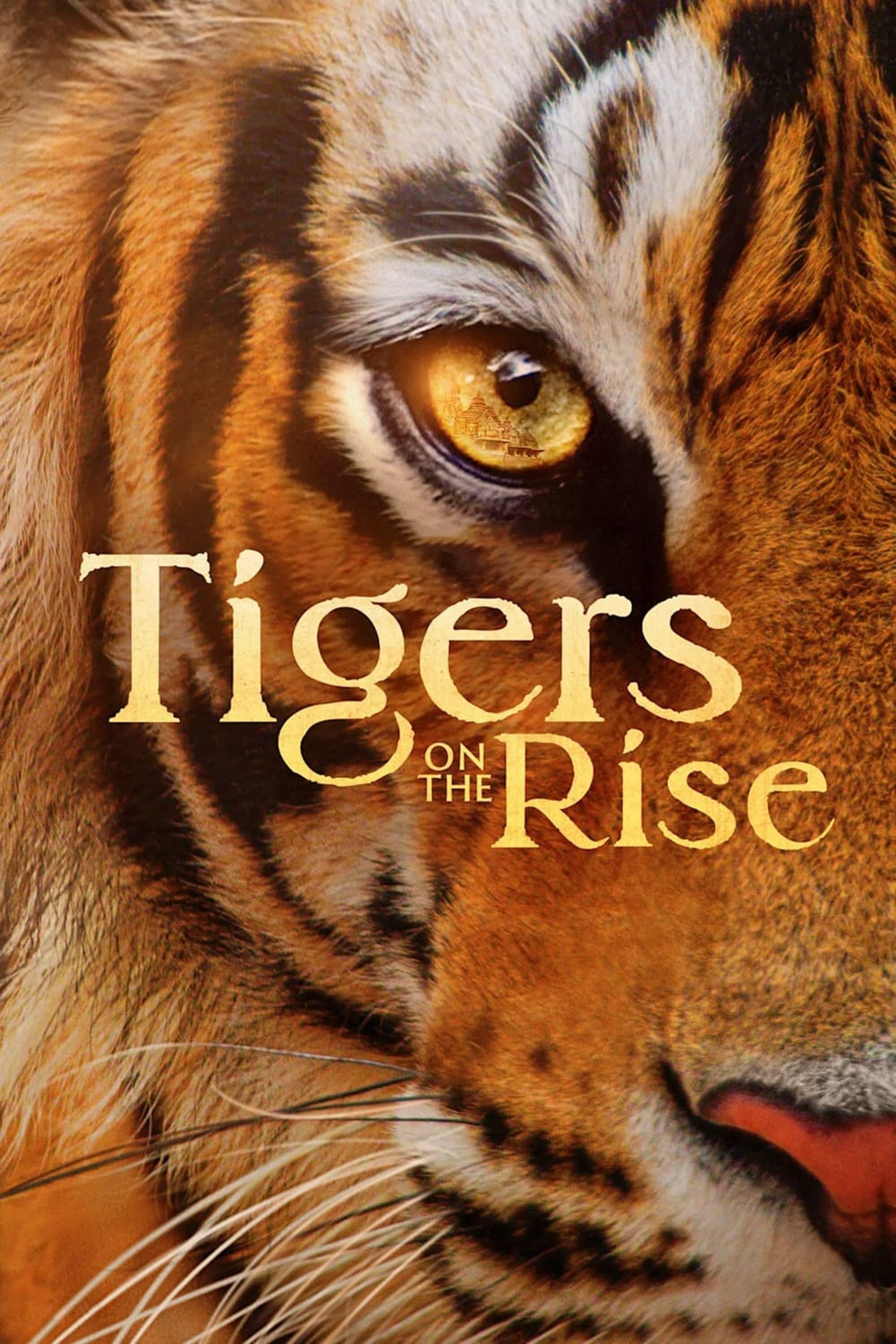 Tigers on the Rise poster