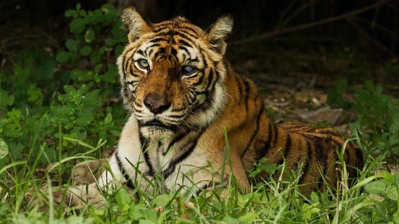 The World's Most Famous Tiger backdrop