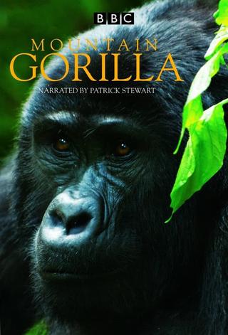 Mountain Gorilla poster