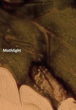 Mothlight poster