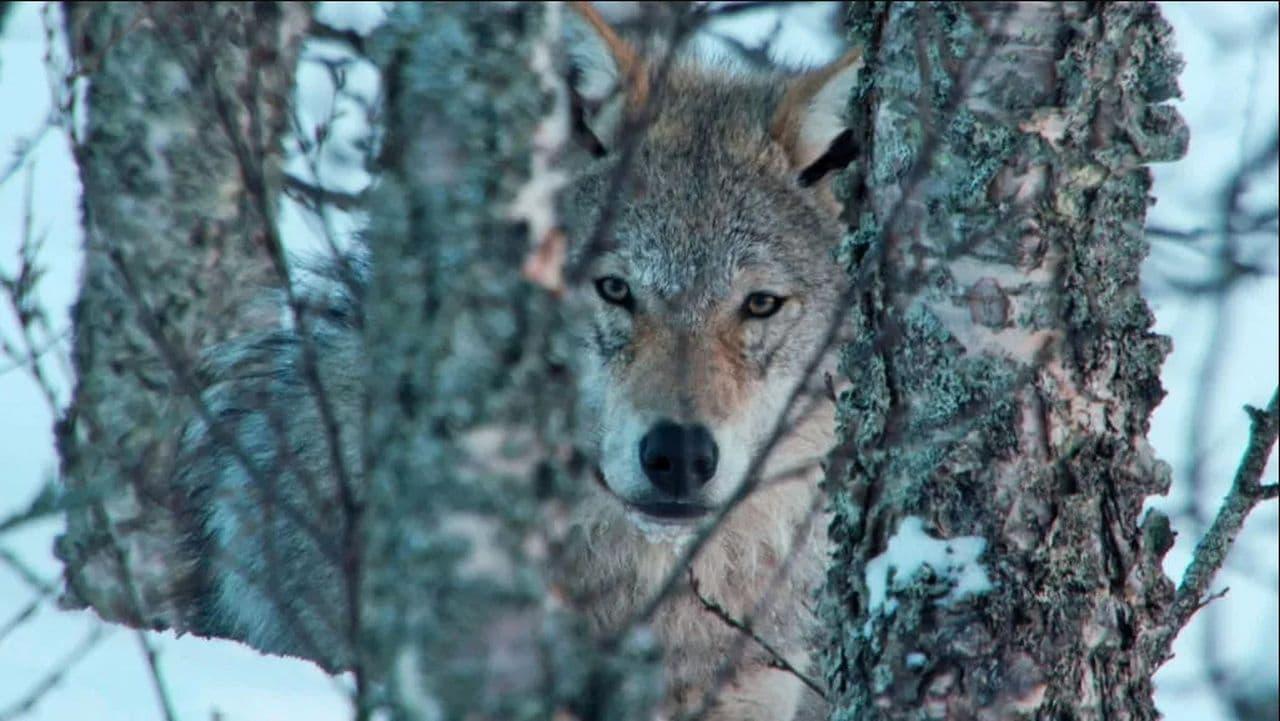 Europe's Last Wilderness backdrop