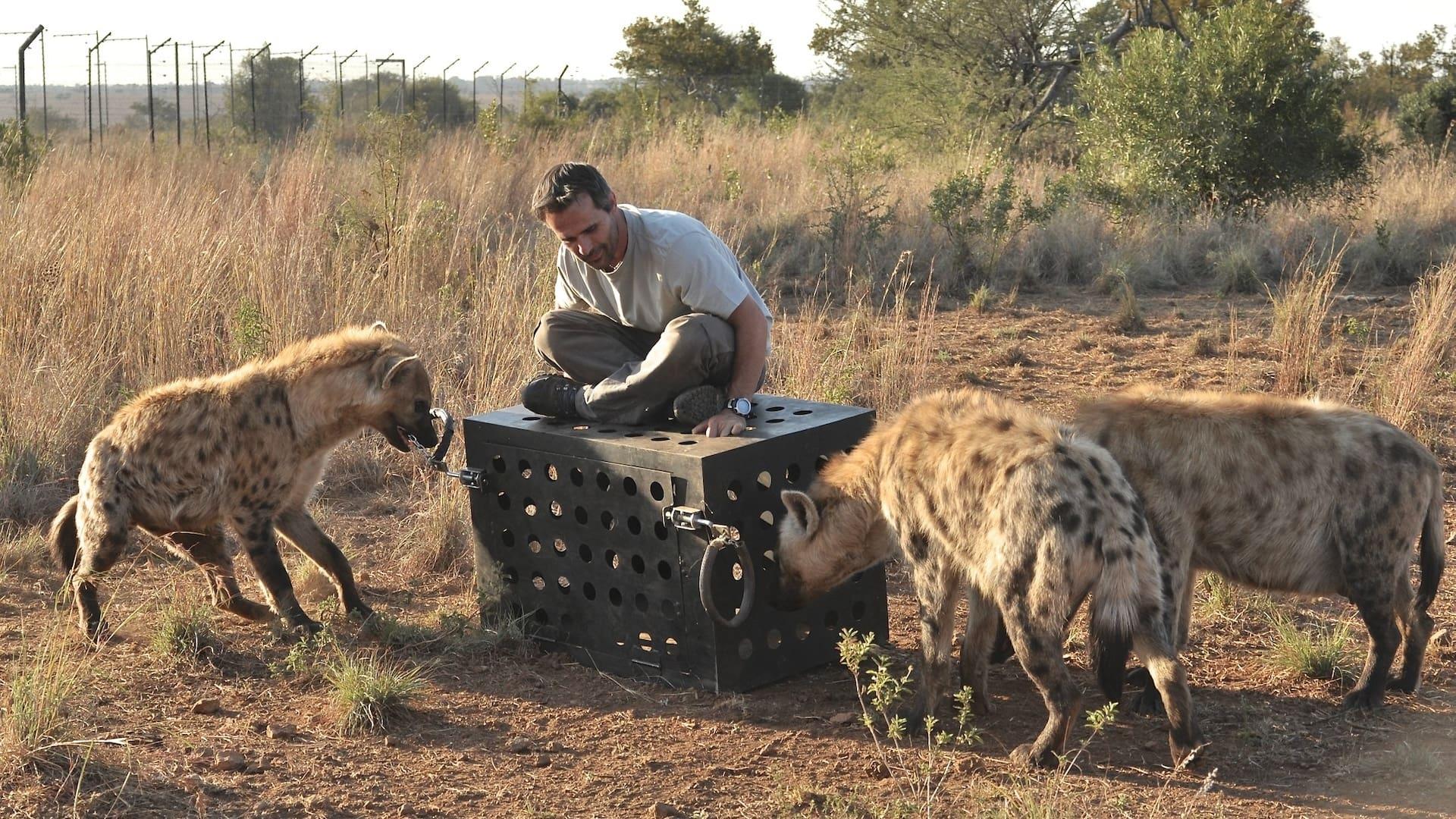 Killer IQ: Lion vs. Hyena backdrop