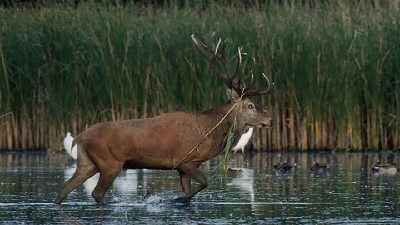 Nature, le retour du sauvage backdrop