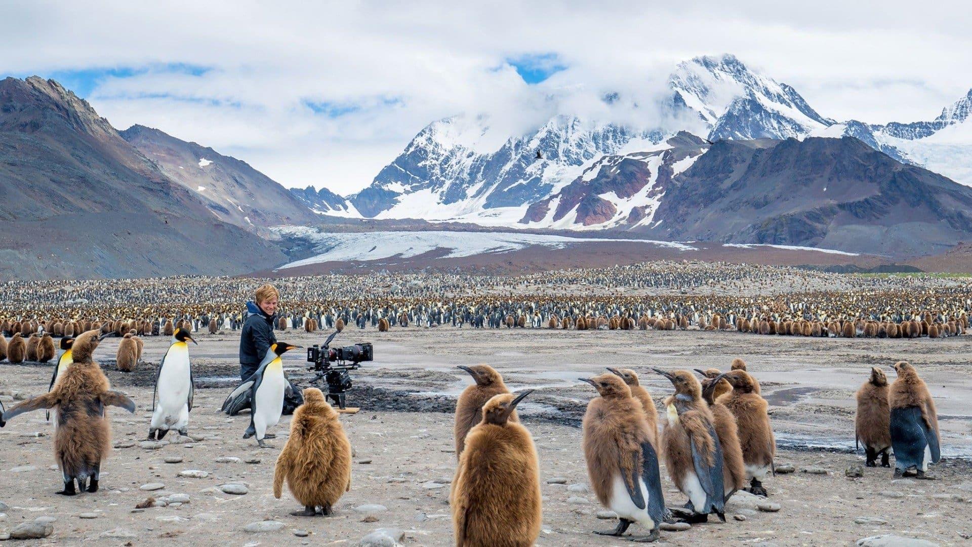 Wildlife: Resurrection Island backdrop