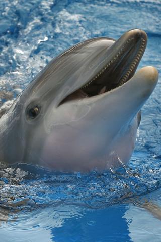 Winter The Dolphin pic