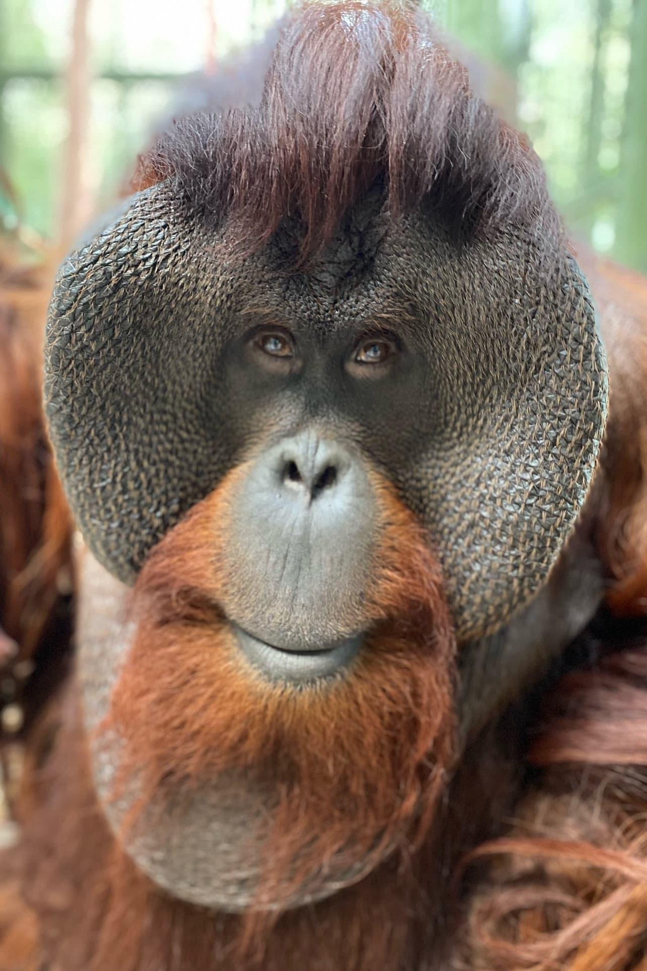 Sam the Orangutan poster