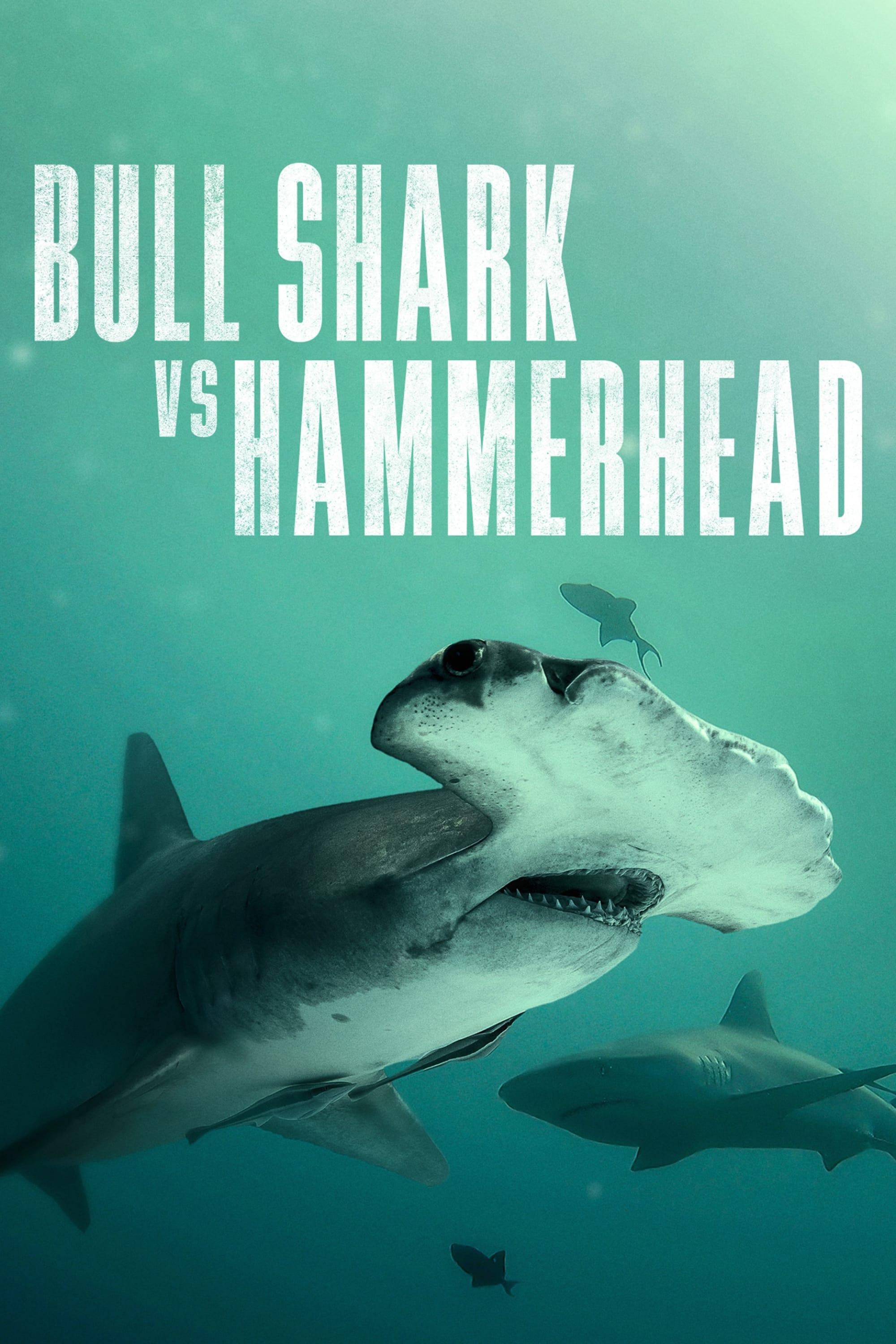 Bull Shark vs. Hammerhead poster