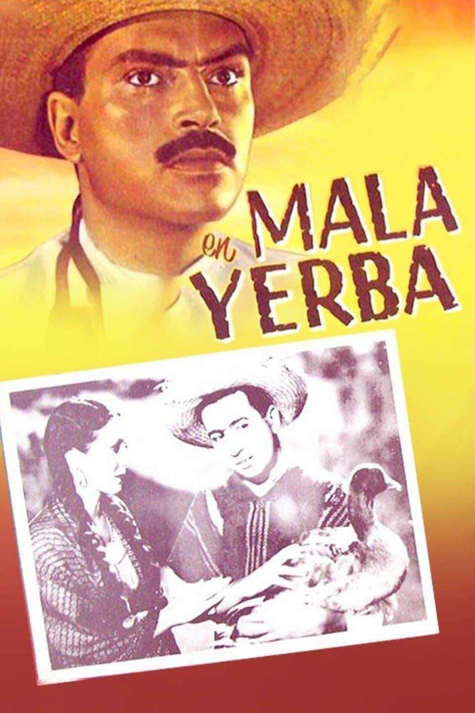 Mala yerba poster