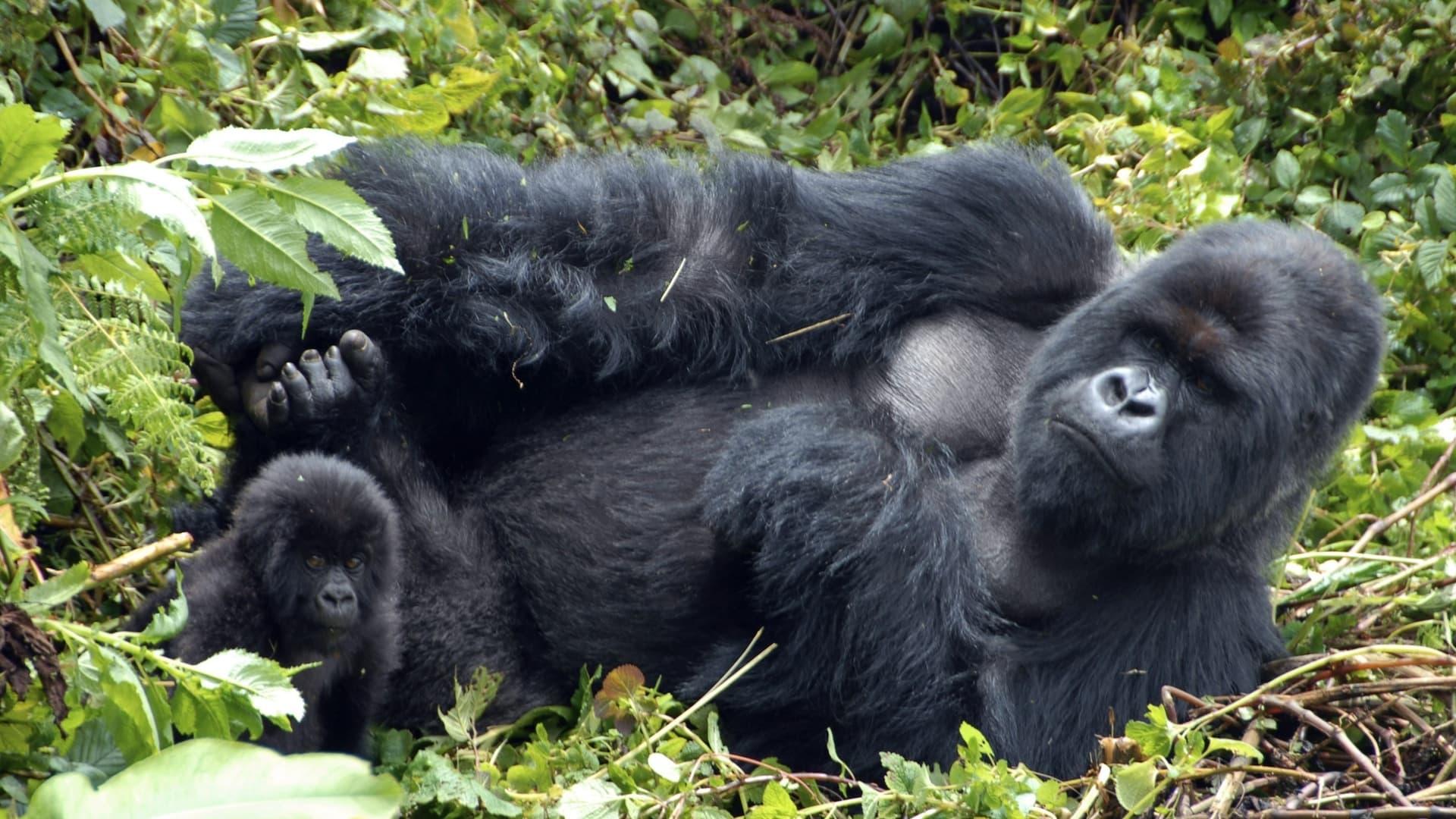 Mountain Gorilla backdrop