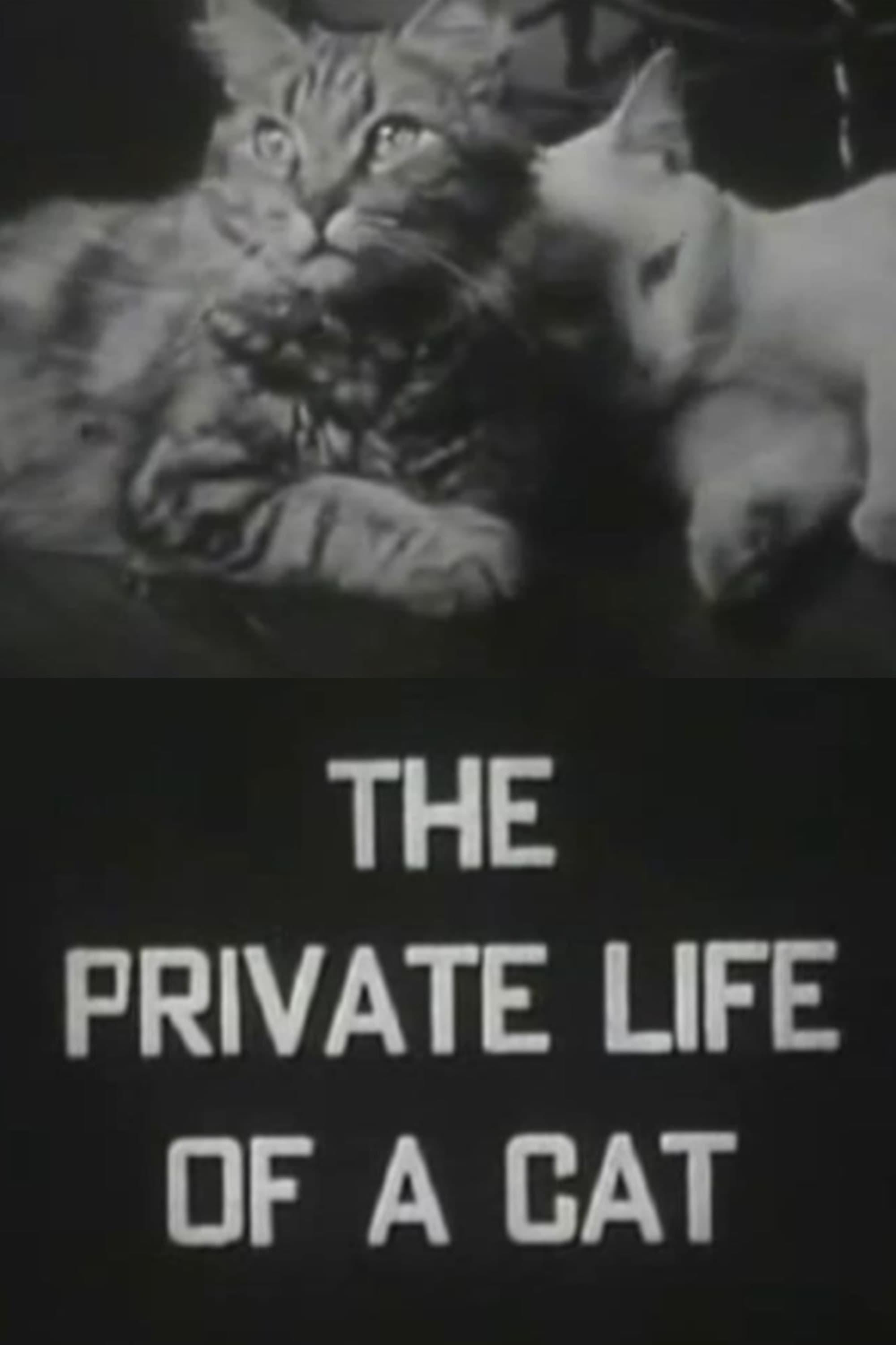 The Private Life of a Cat poster