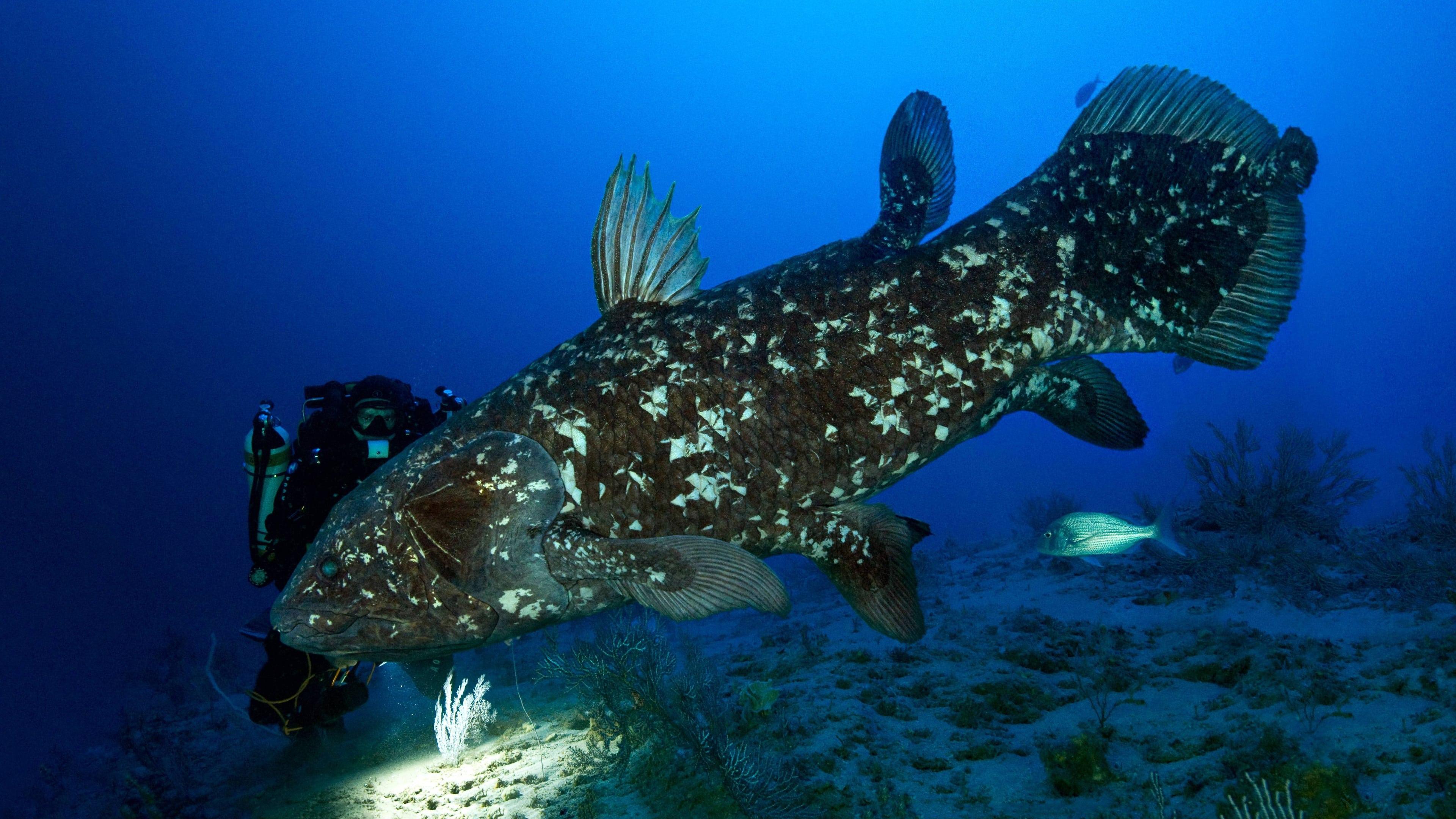 The Coelacanth, a dive into our origins backdrop