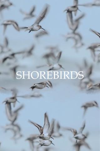 Shorebirds poster