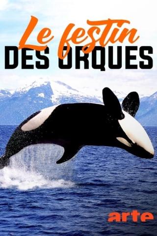 Norvège : le festin des orques poster