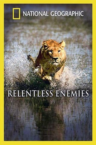 Relentless Enemies: Lions and Buffalo poster