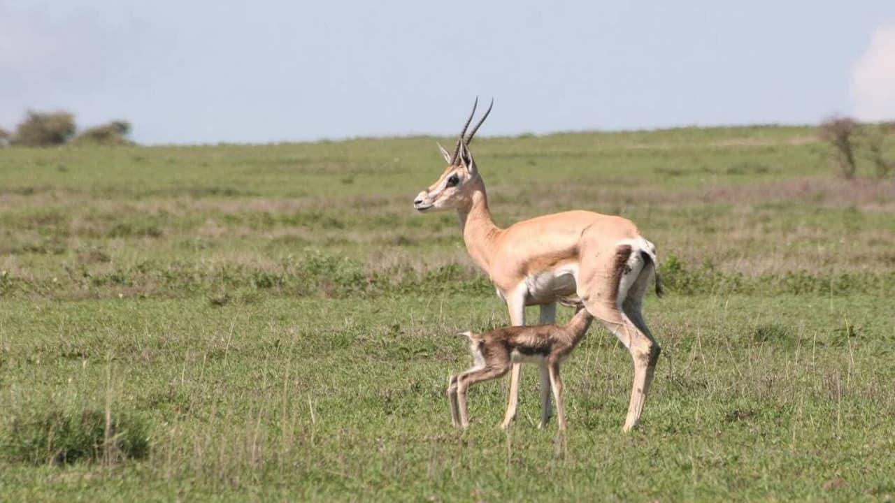 Tanzanie, la nature à l'état sauvage backdrop