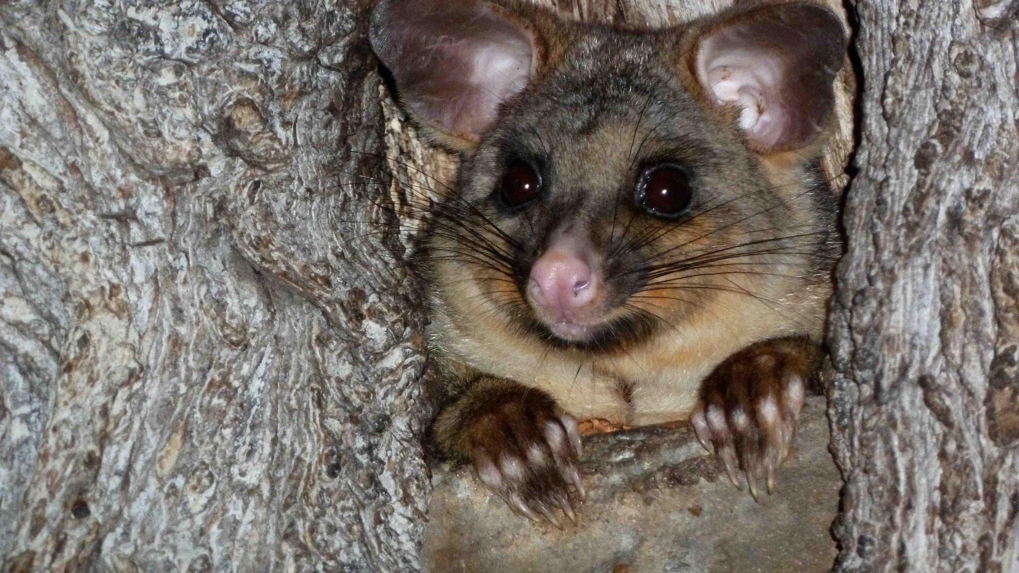 Possum Wars backdrop