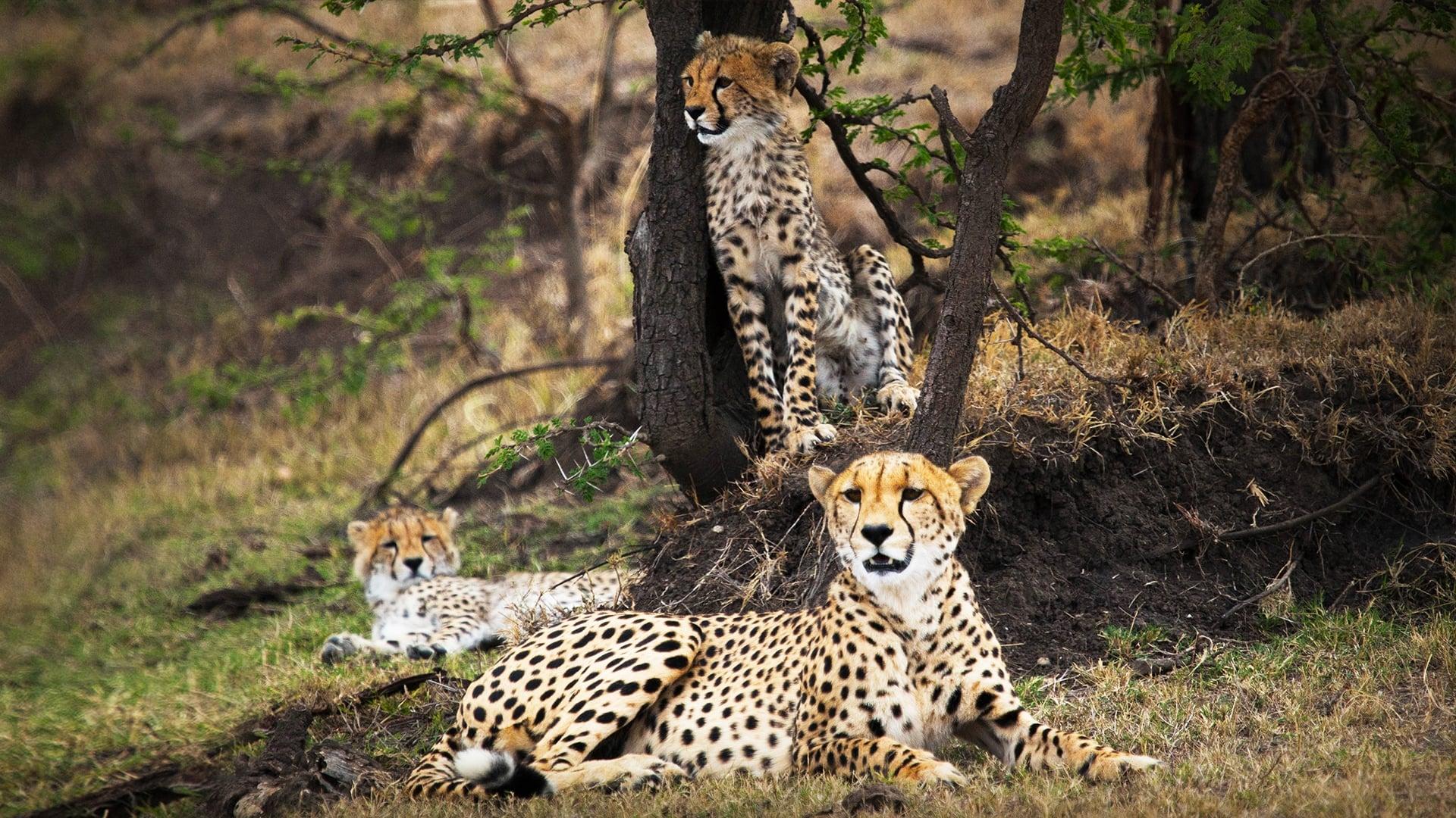 Man Among Cheetahs backdrop