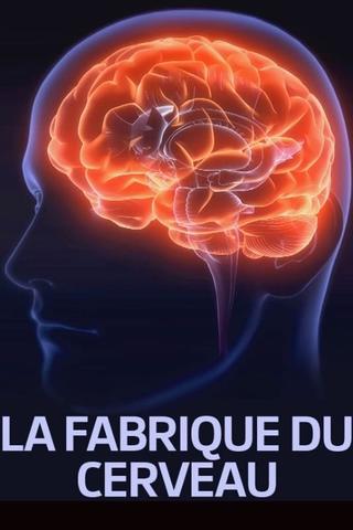 La fabrique du cerveau poster