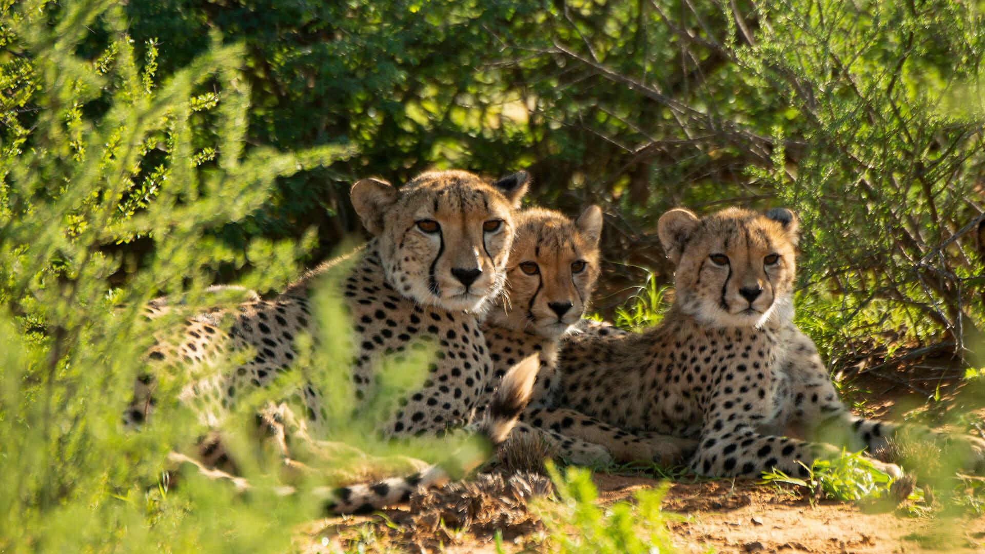 Cheetah Family & Me backdrop