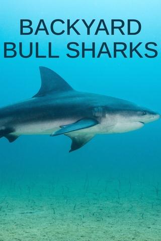 Backyard Bull Sharks poster