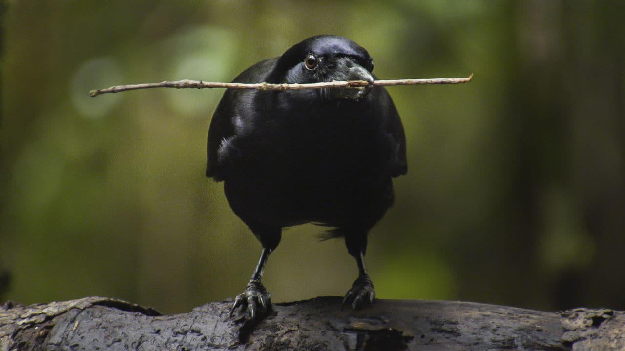 Beak & Brain - Genius Birds from Down Under backdrop