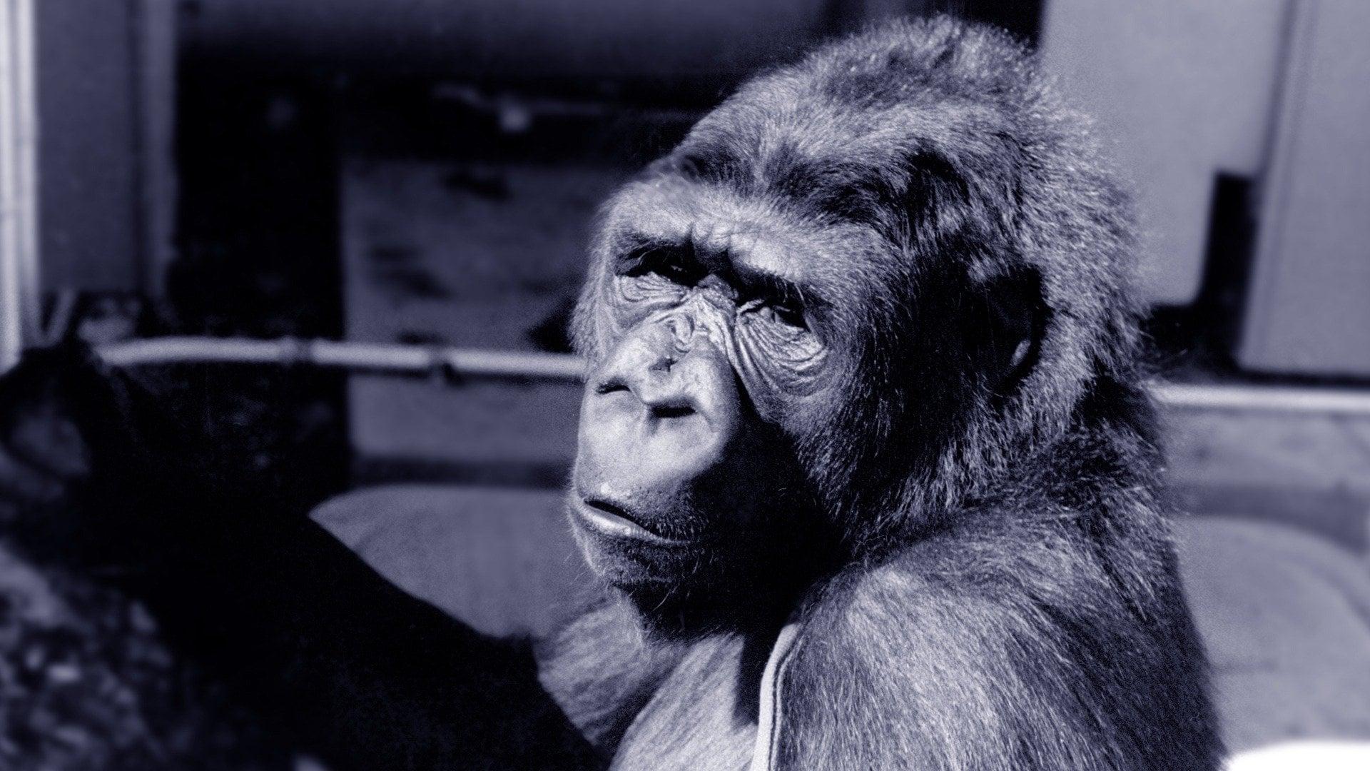 Koko: A Talking Gorilla backdrop