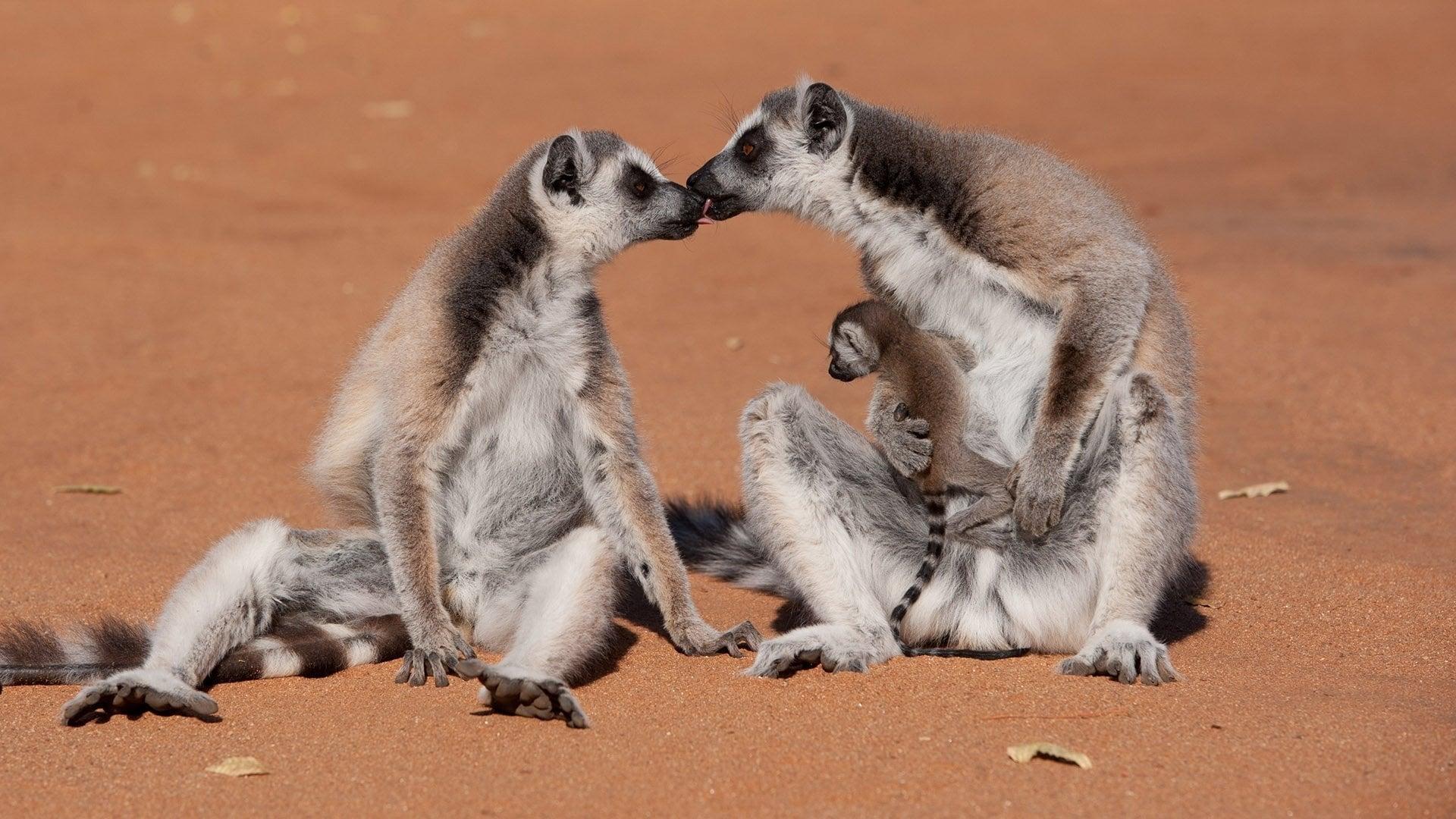 Island of Lemurs: Madagascar backdrop