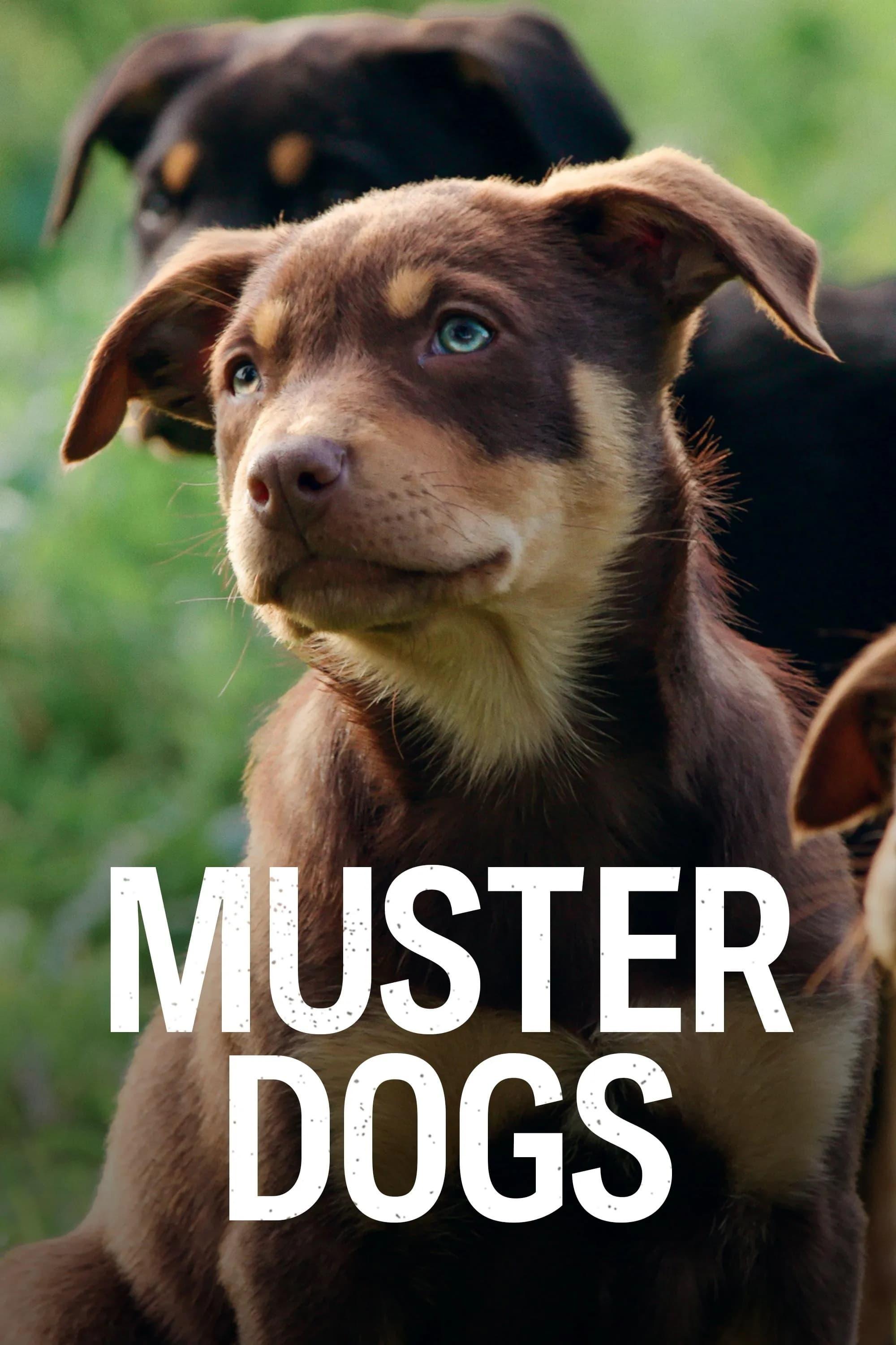 Muster Dogs poster