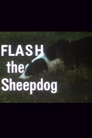 Flash the Sheepdog poster