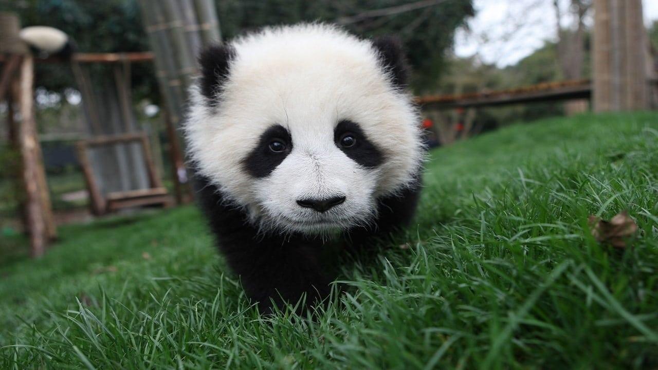 Der kleine Panda - Tagebuch eines Bärenkindes backdrop