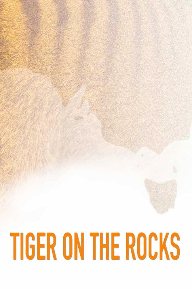 Tiger on the Rocks poster